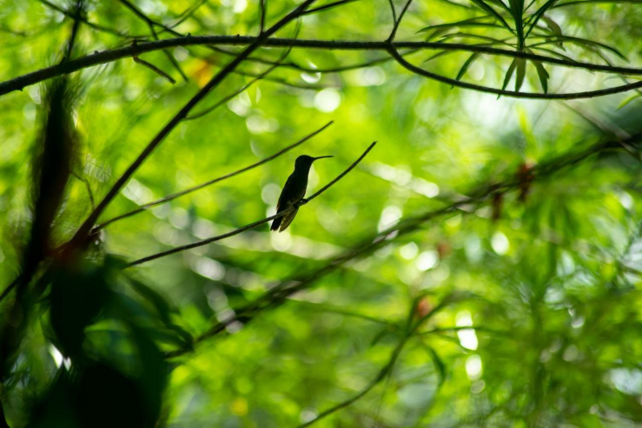 Ecolodge El Sombrero Laguna Yaxha Luaran gambar